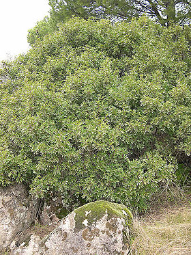 280px-Pistacia_lentiscus_sp
