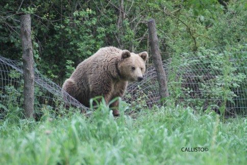 bear fence Callisto